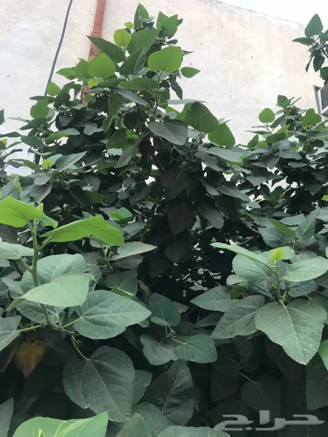 شتلات بلدي منتجه 29