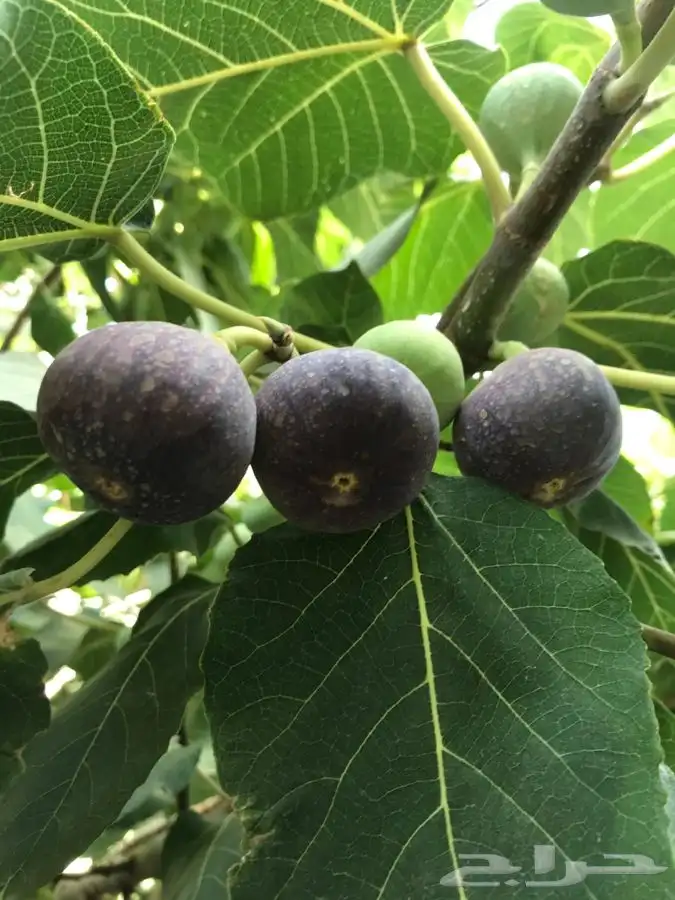 شتلات بلدي منتجه 23