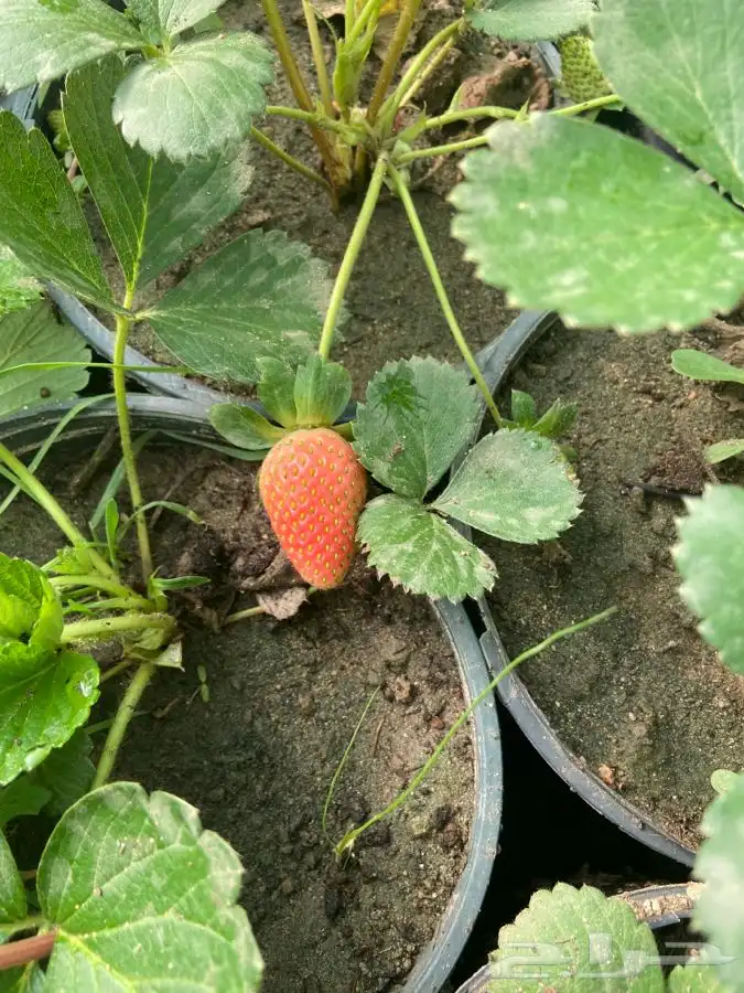 شتلات بلدي منتجه 4