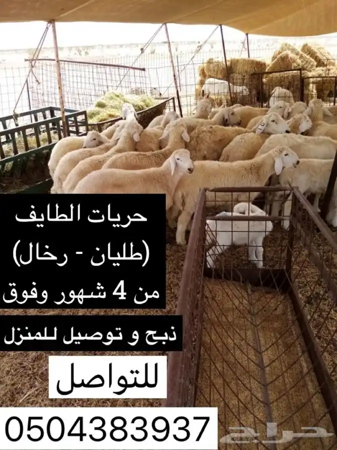 أضاحي حريات وسواكني على الشرط 0