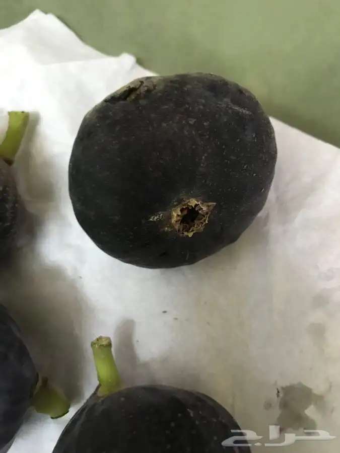 شتلات بلدي منتجه 18