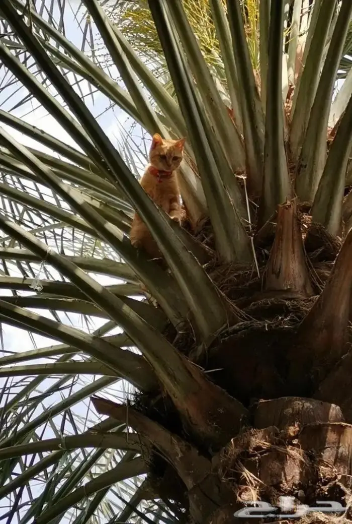 تكريب وتلقيح النخل 21