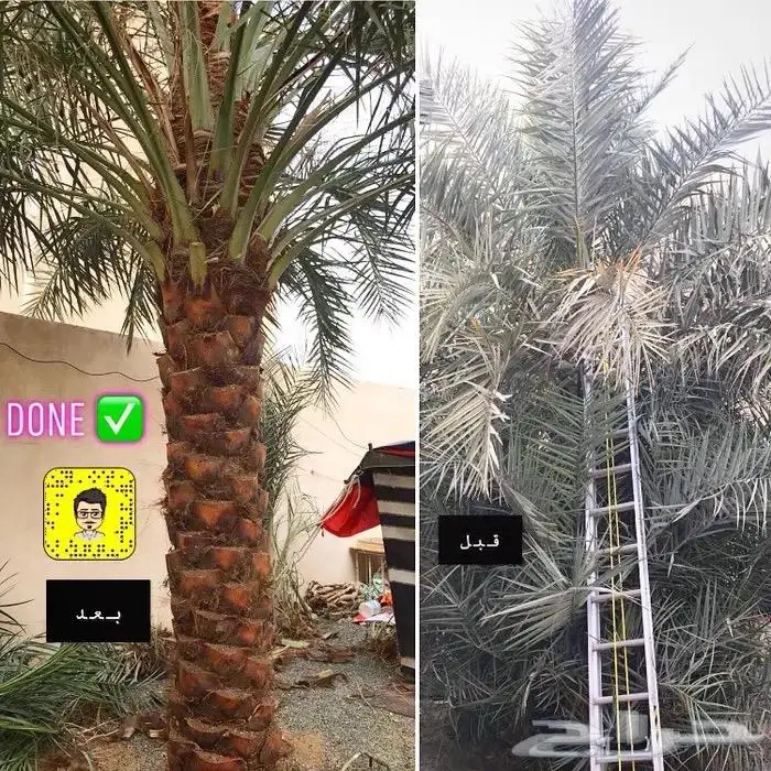 تكريب وتلقيح النخل 16