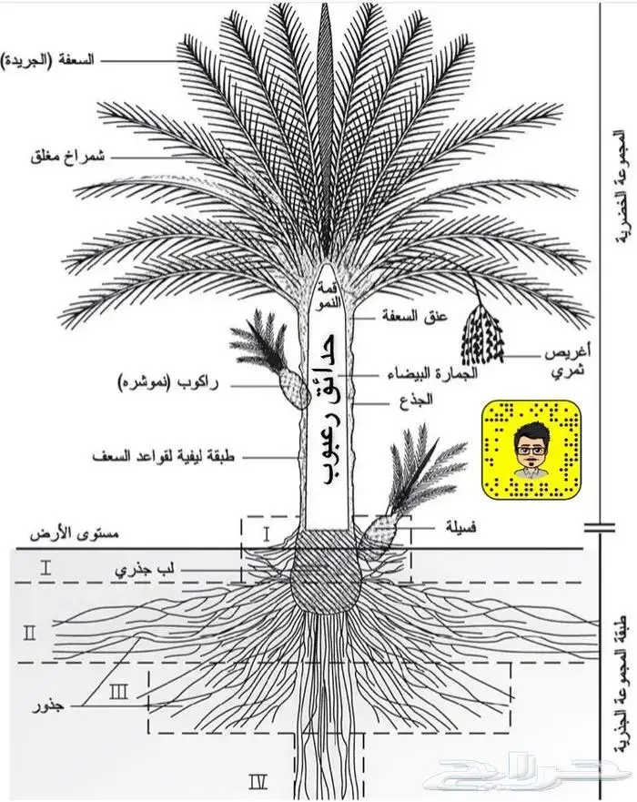 تكريب وتلقيح النخل 17