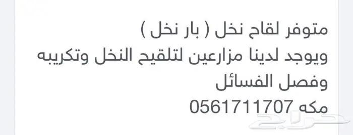 تكريب وتلقيح النخل 12
