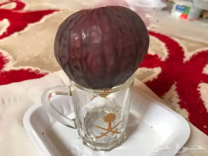 شتلات بلدي منتجه 8