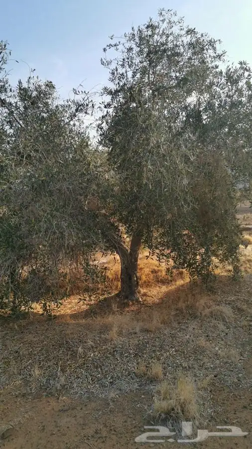 زيتون كميه كبيره بسعر مغري 4