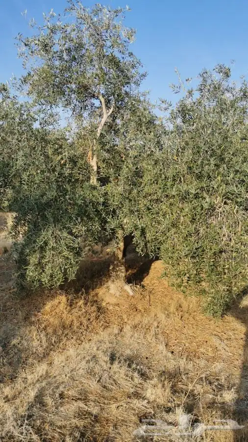 زيتون كميه كبيره بسعر مغري 8