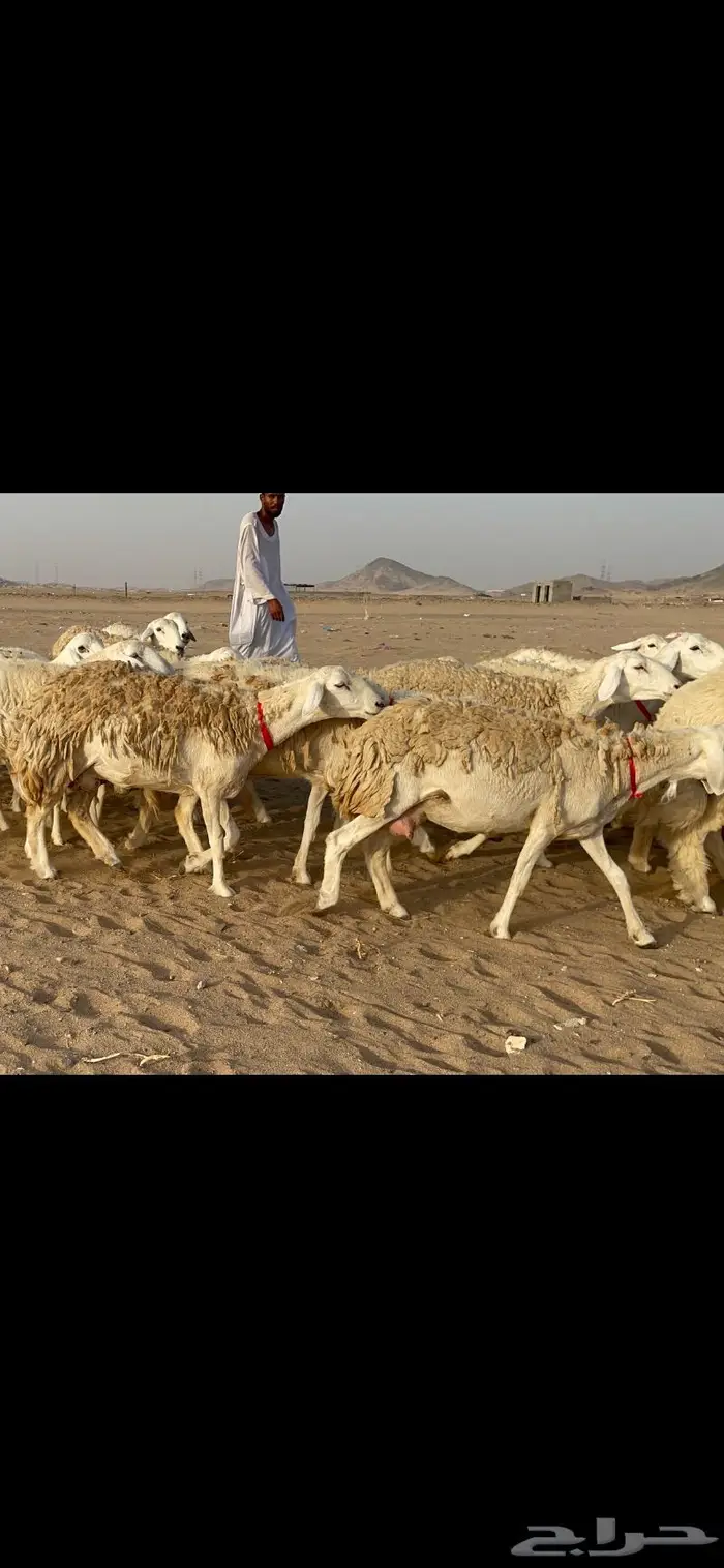 رخال حرية حرش صنف 40 تحتها 6 8