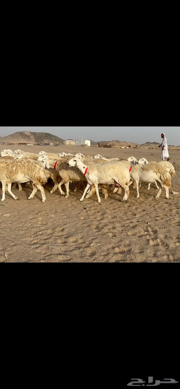 رخال حرية حرش صنف 40 تحتها 6 9