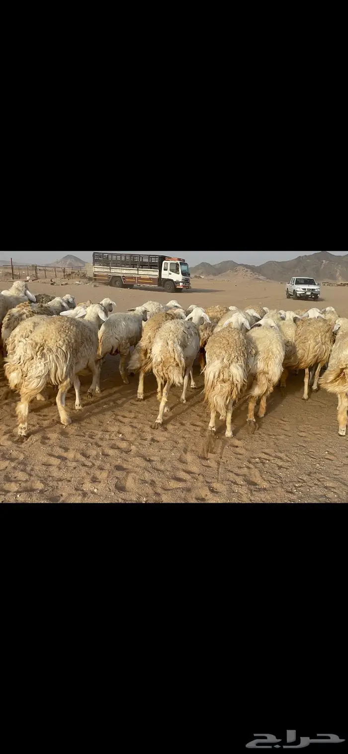 رخال حرية حرش صنف 40 تحتها 6 10