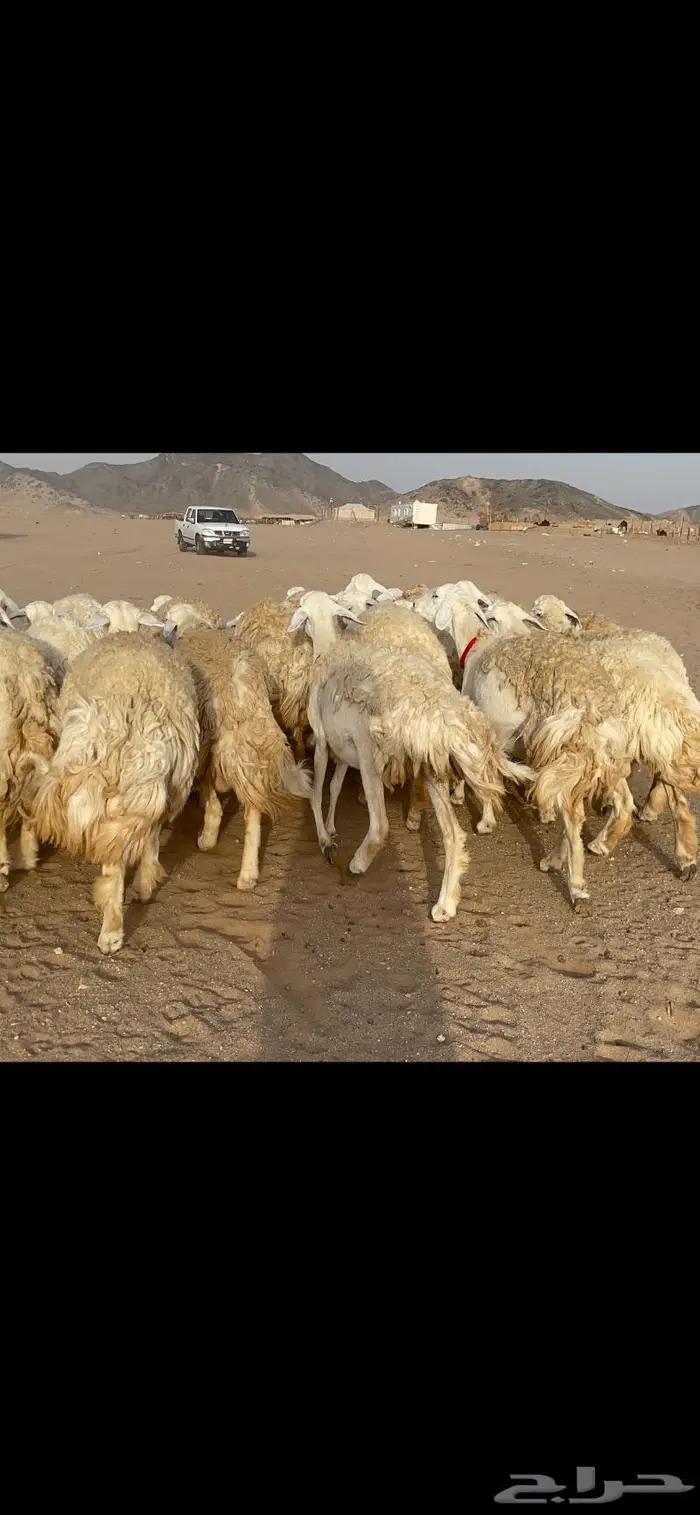 رخال حرية حرش صنف 40 تحتها 6 11