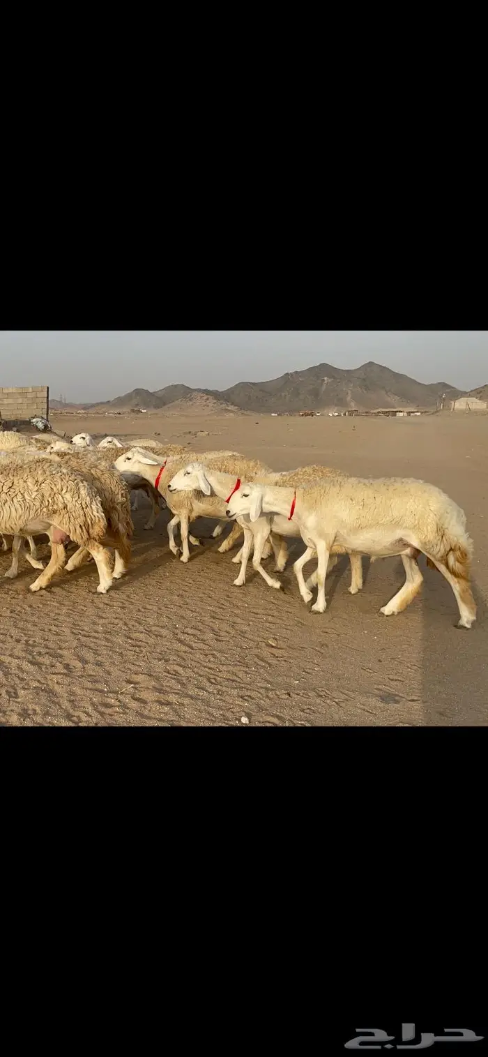 رخال حرية حرش صنف 40 تحتها 6 0