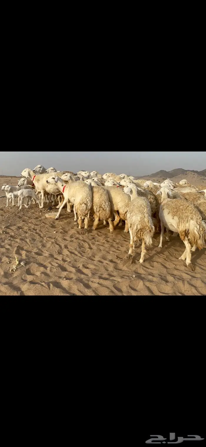 رخال حرية حرش صنف 40 تحتها 6 2