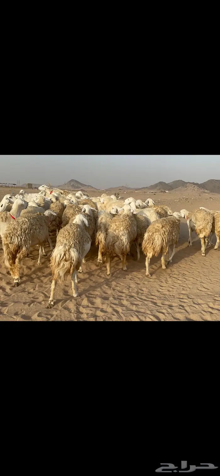 رخال حرية حرش صنف 40 تحتها 6 3