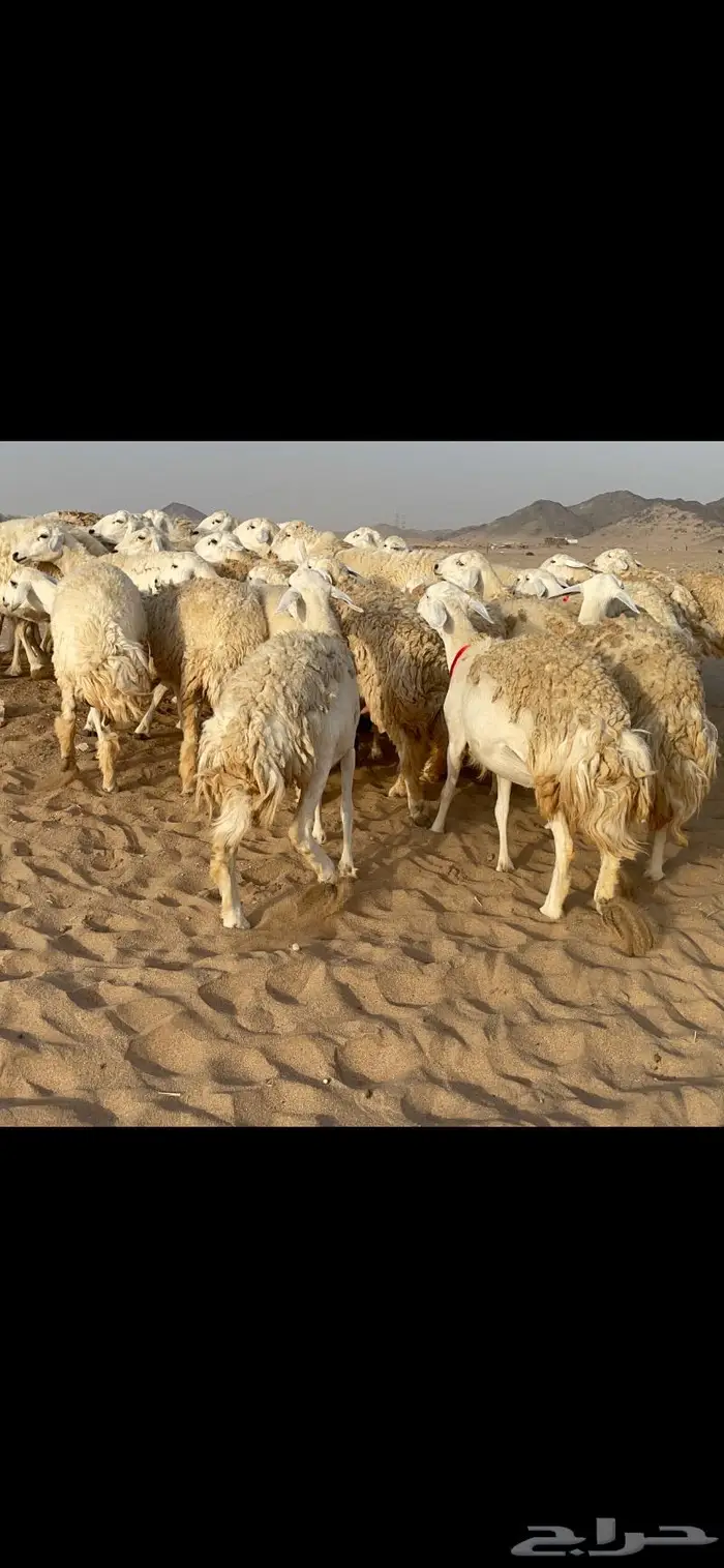 رخال حرية حرش صنف 40 تحتها 6 4