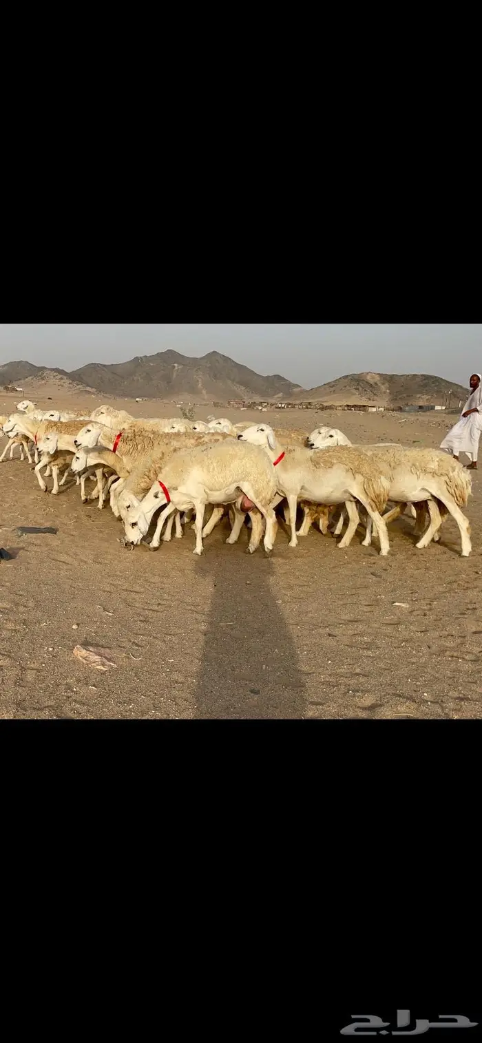 رخال حرية حرش صنف 40 تحتها 6 6