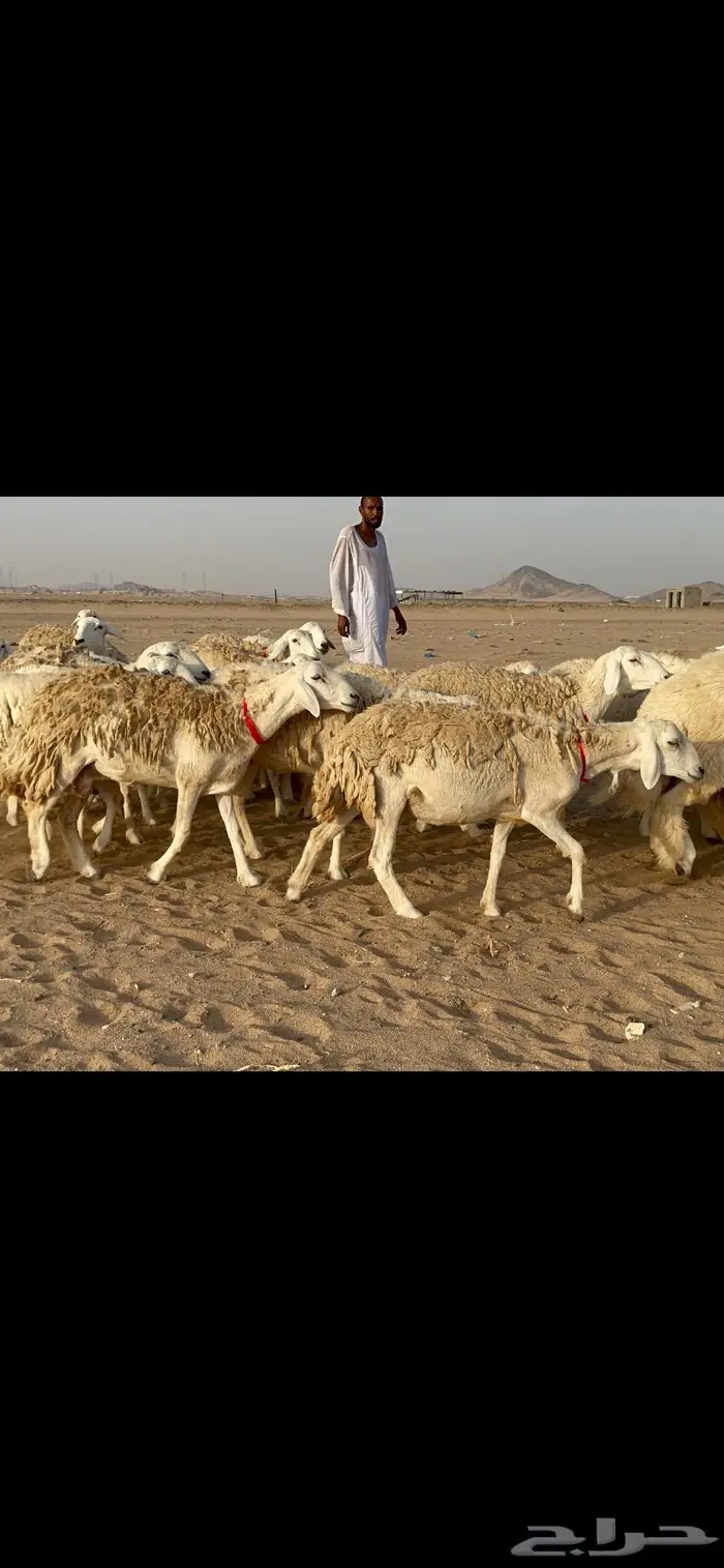 رخال حرية حرش صنف 40 تحتها 6 7