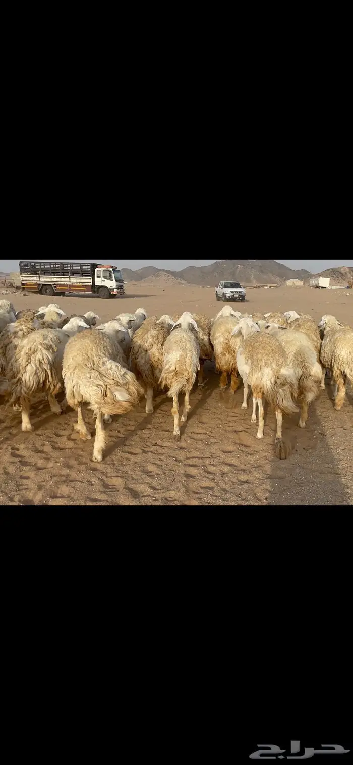 رخال حرية حرش صنف 40 تحتها 6 12