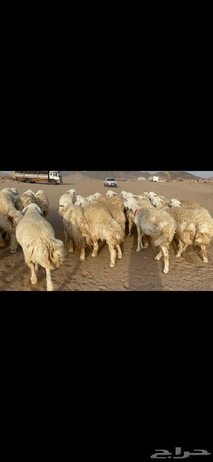 رخال حرية حرش صنف 40 تحتها 6 14