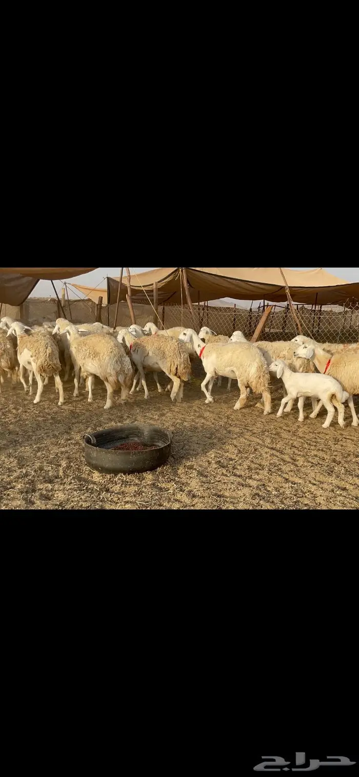 رخال حرية حرش صنف 40 تحتها 6 15