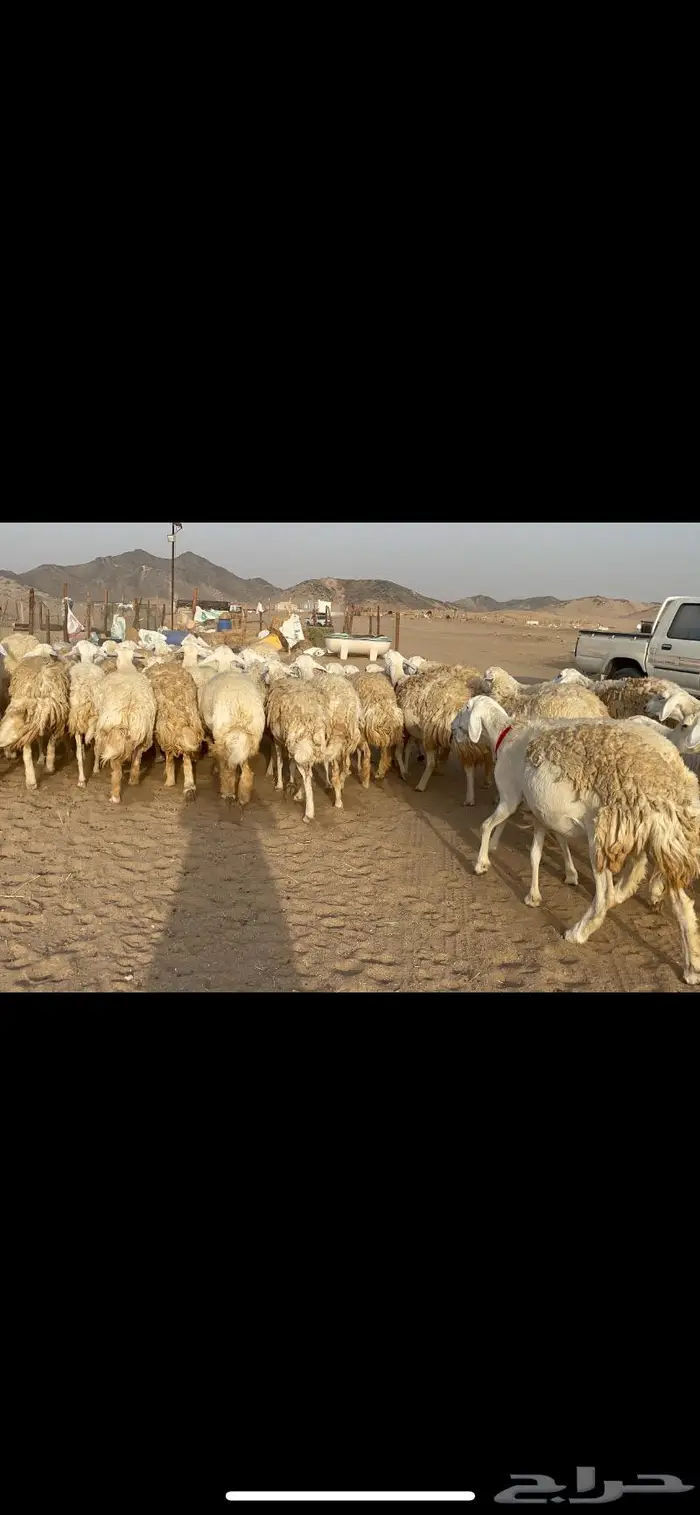 رخال حرية حرش صنف 40 تحتها 6 16