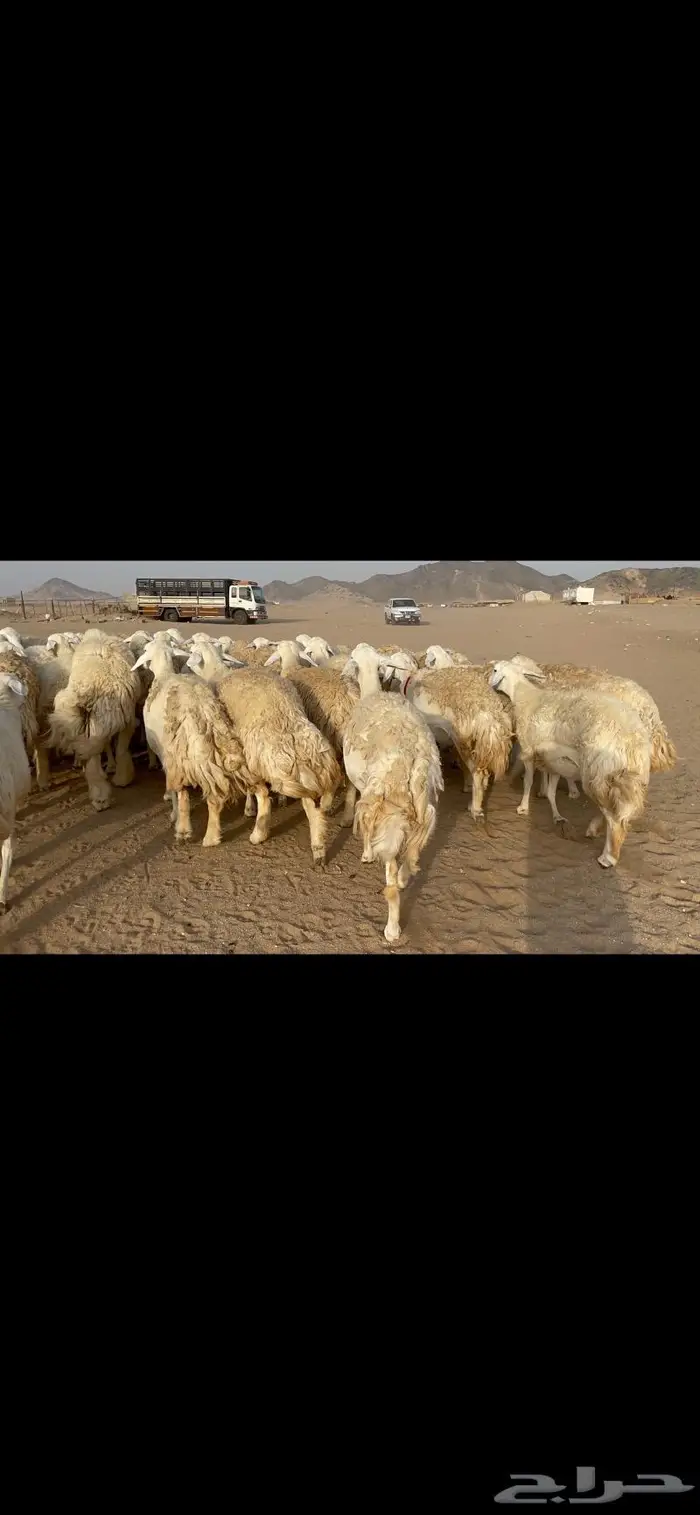 رخال حرية حرش صنف 40 تحتها 6 17