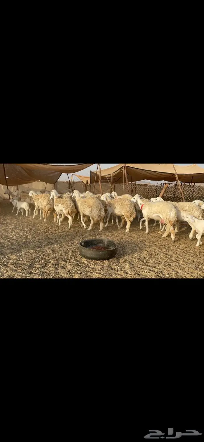 رخال حرية حرش صنف 40 تحتها 6 18