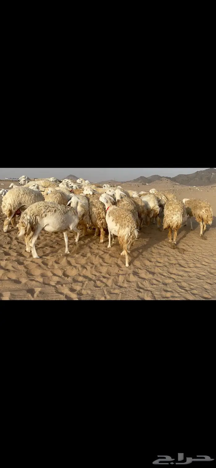 رخال حرية حرش صنف 40 تحتها 6 19