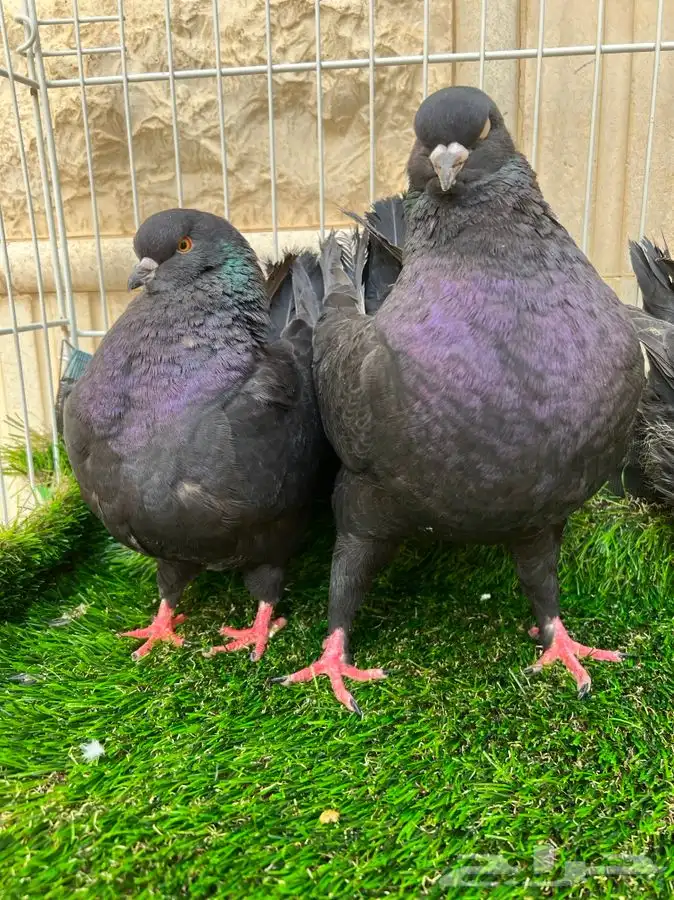 تم البيع. كنق اسود لمعه بعياله 2