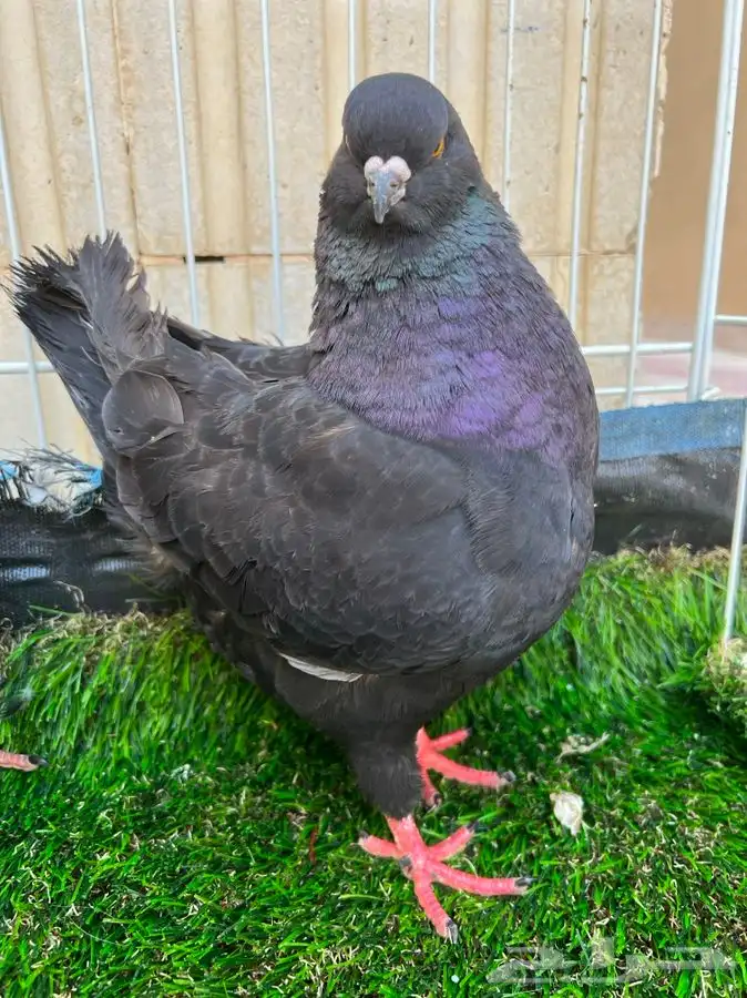 تم البيع. كنق اسود لمعه بعياله 0