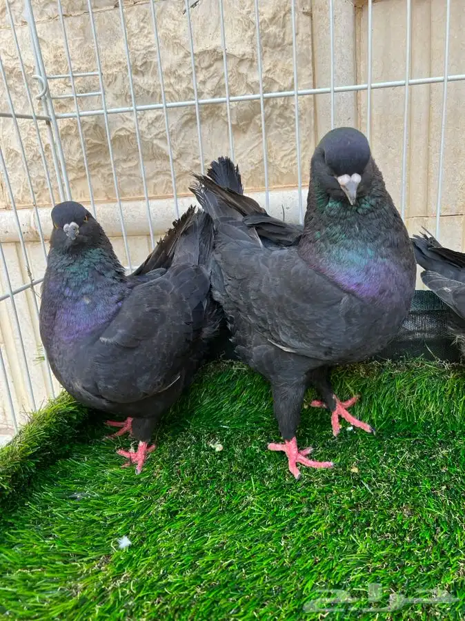 تم البيع. كنق اسود لمعه بعياله 3