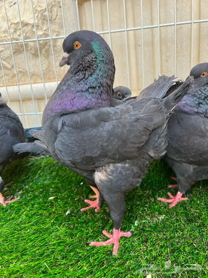 تم البيع. كنق اسود لمعه بعياله 1