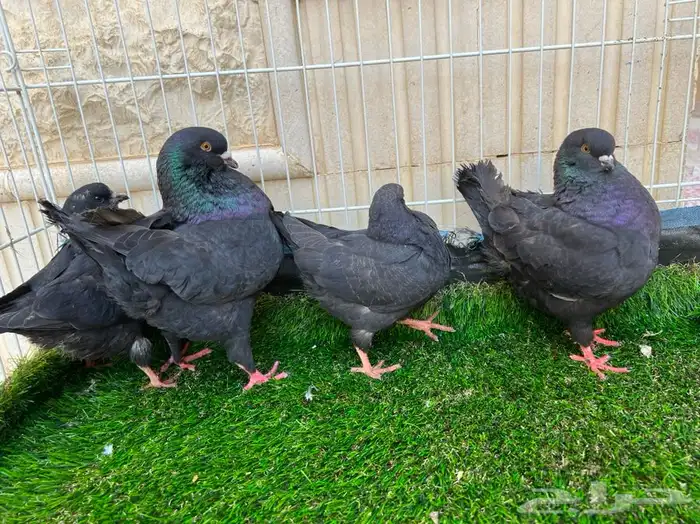 تم البيع. كنق اسود لمعه بعياله 4