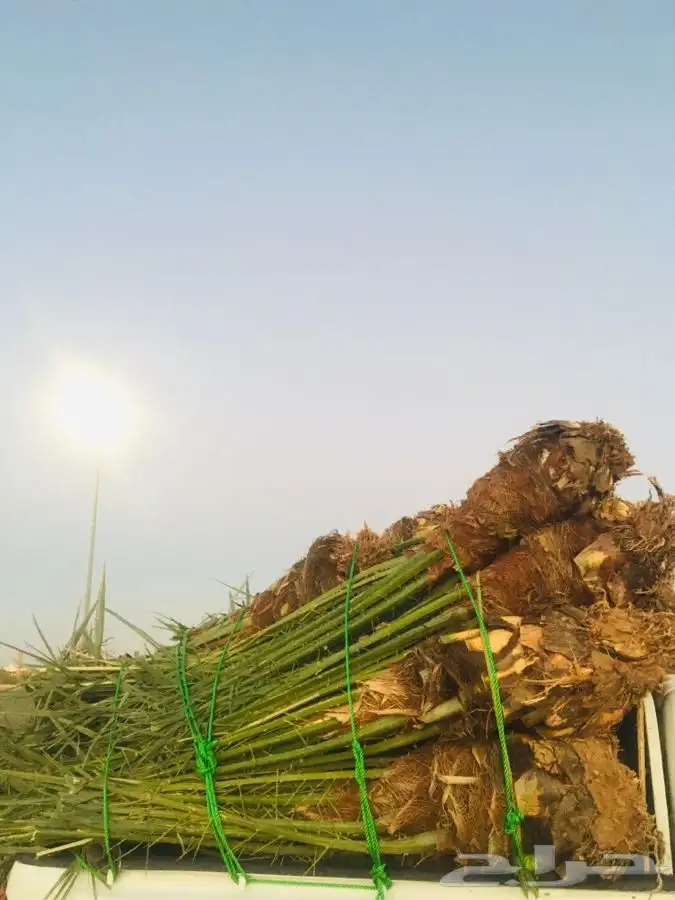 خلاص القصيم وجميع النوايع 2