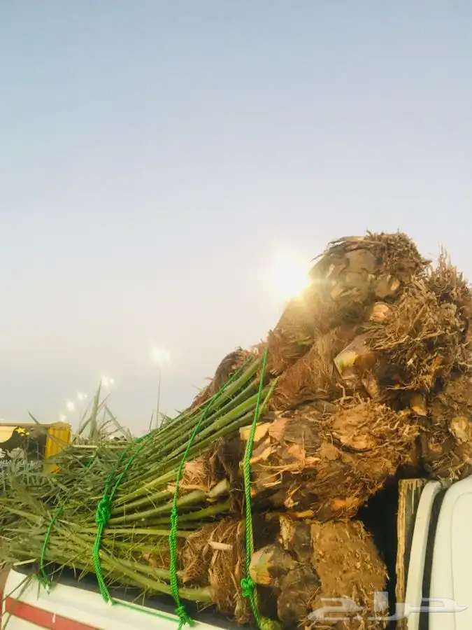 خلاص القصيم وجميع النوايع 3