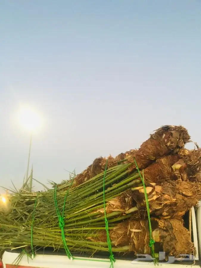خلاص القصيم وجميع النوايع 1