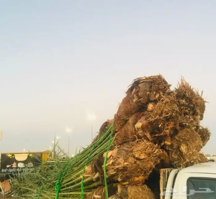 خلاص القصيم وجميع النوايع 9
