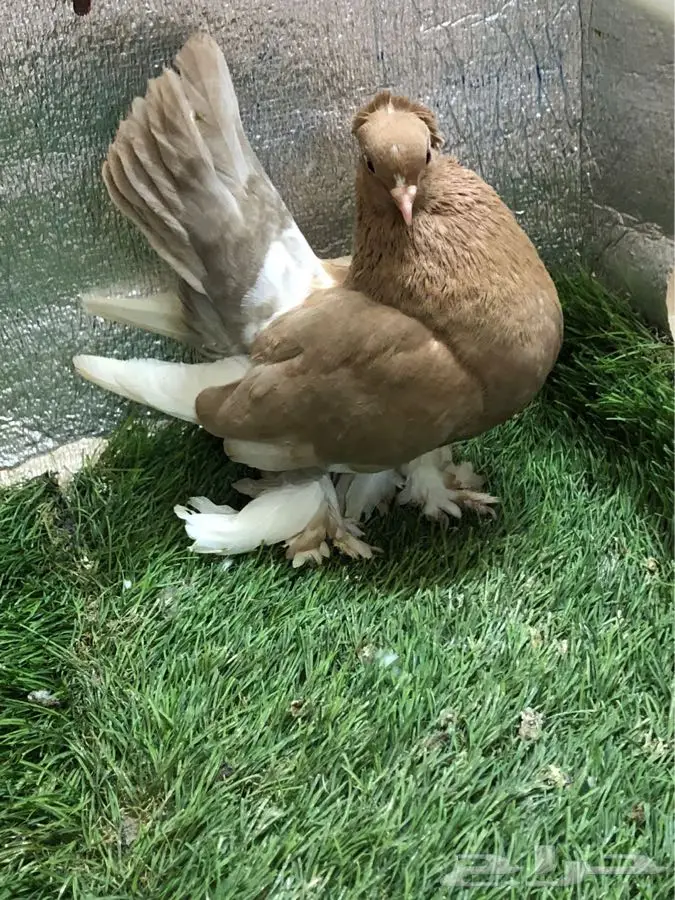 حمام جاوى 7