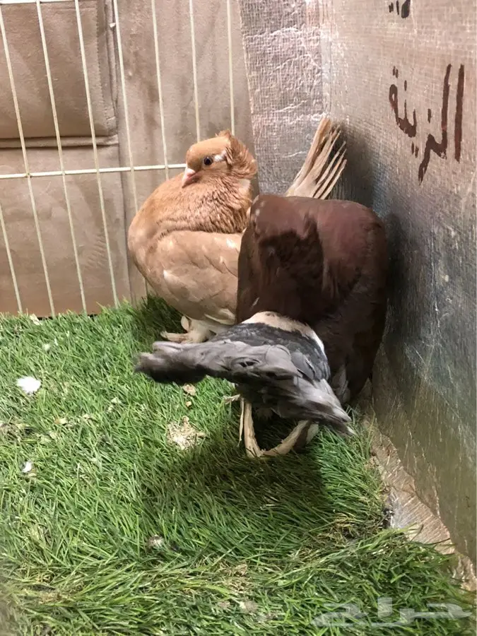 حمام جاوى 8