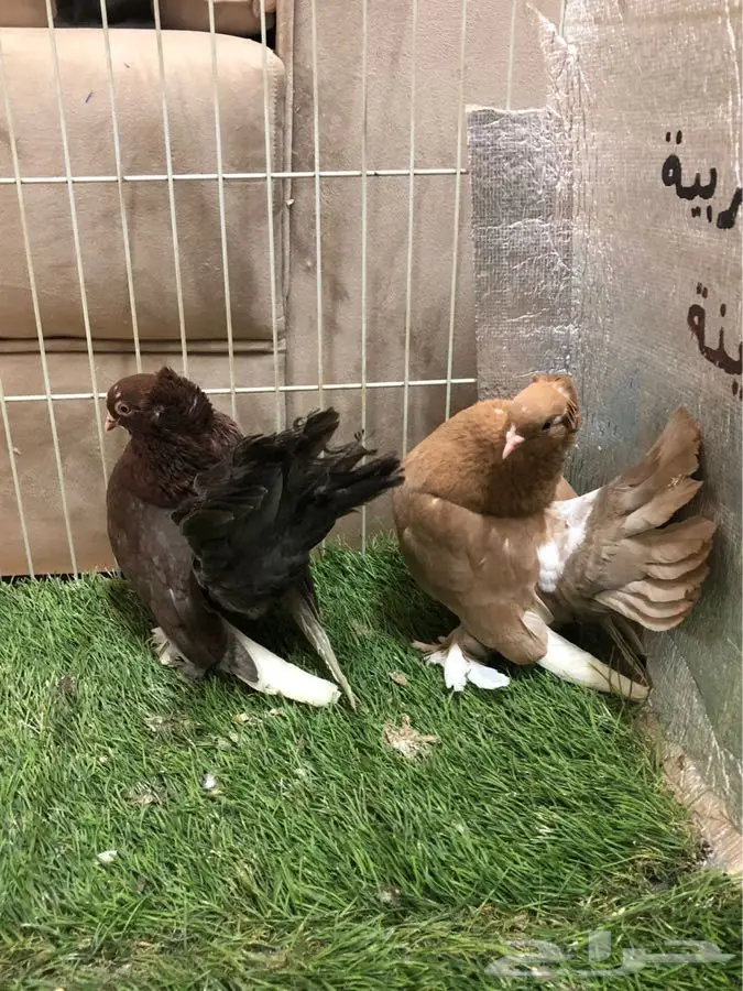 حمام جاوى 9