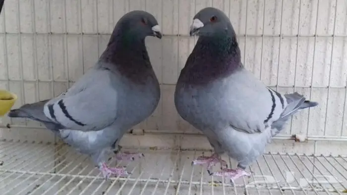 جاينت هومر بلو طبه حجم XXXL ( تم البيع ) 0
