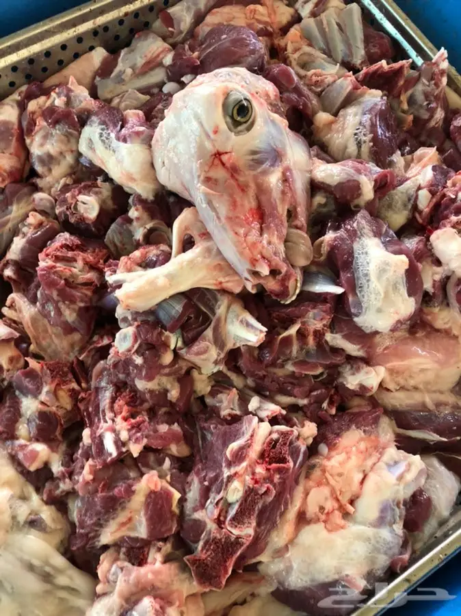 ذبيحه تقطيع شوربا وفرم الحم 1