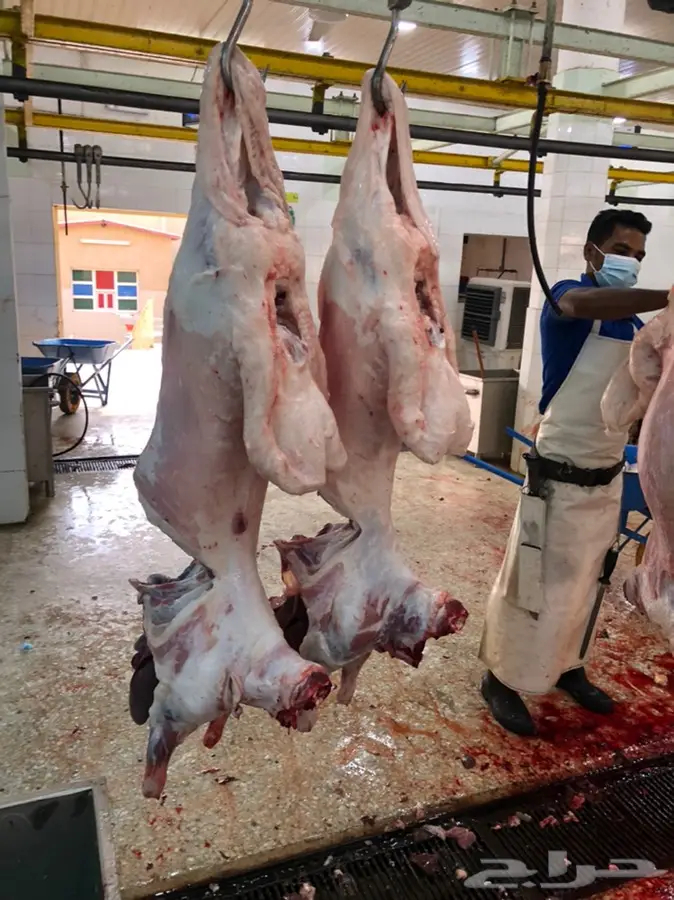 ذبيحه تقطيع شوربا وفرم الحم 2