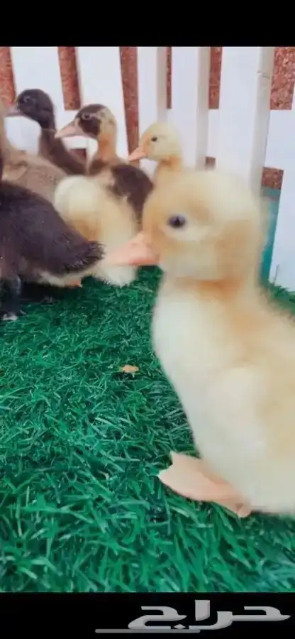 صغير البط متوفر تمارا 4