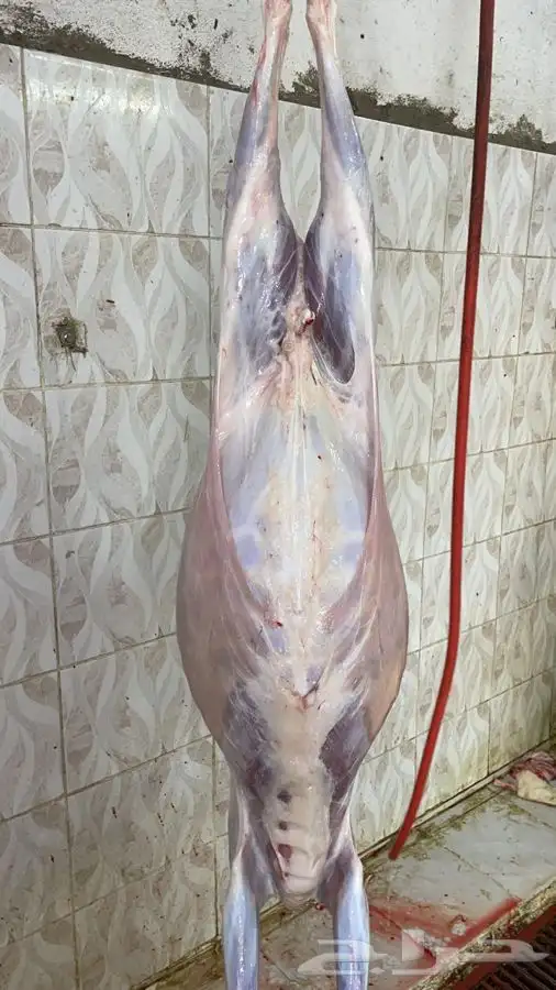 طليان وتيوس.حريه للامانه شي طيب ونظيف جرب وشوف 4