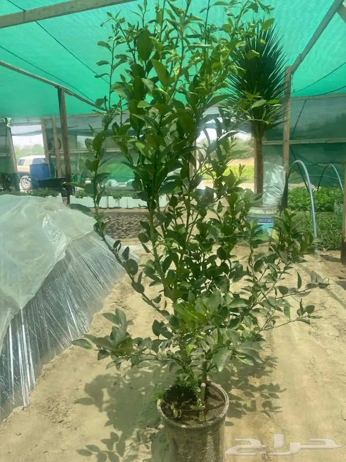 ليمون بن زهير من مشاتل التكامل الخضراء 0533351329 0