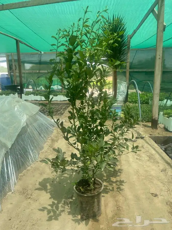 ليمون بن زهير من مشاتل التكامل الخضراء 0533351329 1