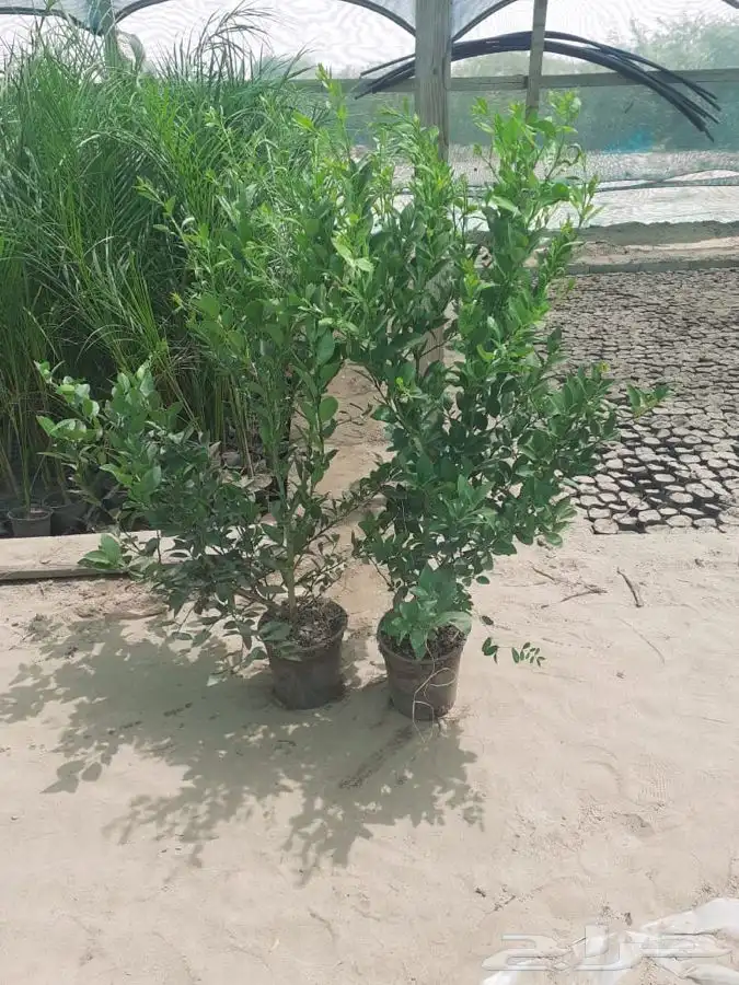 ليمون بن زهير من مشاتل التكامل الخضراء 0533351329 2