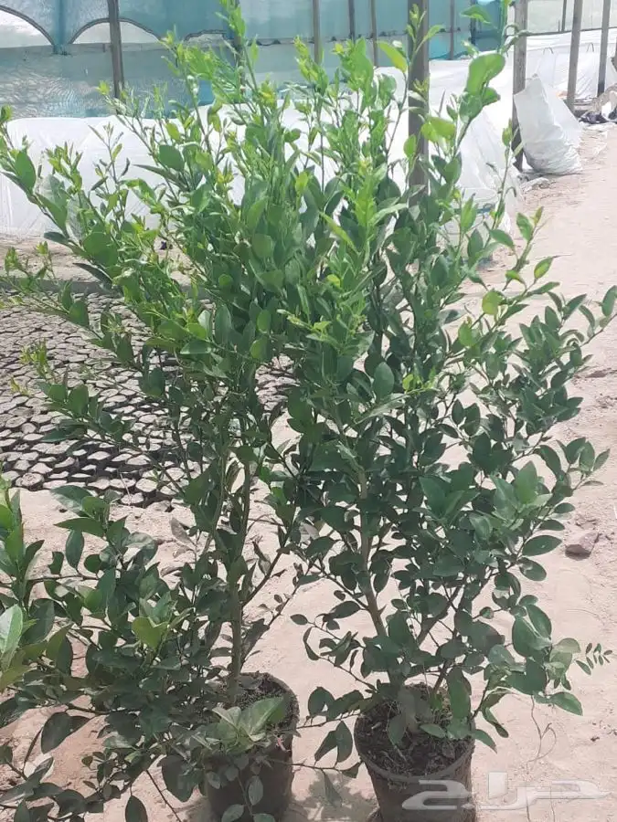 ليمون بن زهير من مشاتل التكامل الخضراء 0533351329 3